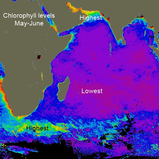 Indian Ocean chlorophyll May-Jun