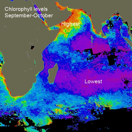 Indian Ocean chlorophyll Sep-Oct